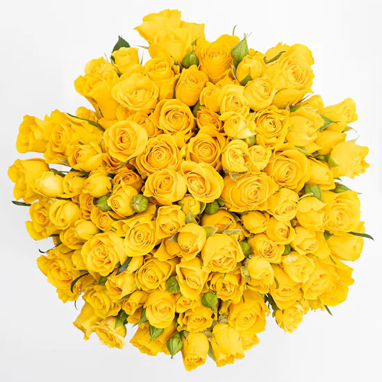Yellow Roses | Cylinder Vase