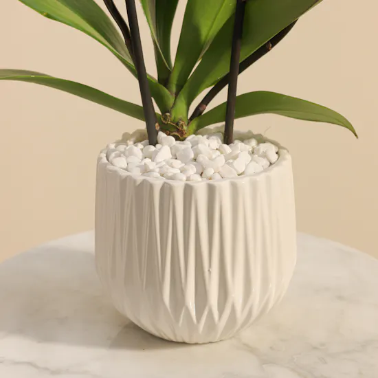 Fancy Purple Orchid Plant