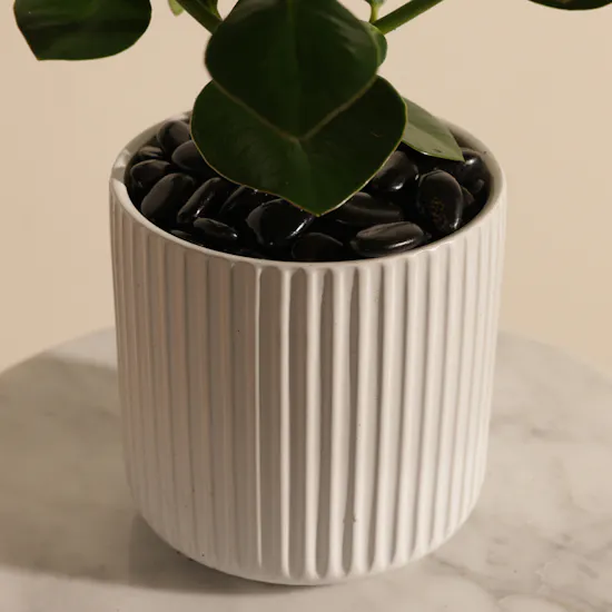 Shiny Green Clusia Rosea Princess Plant