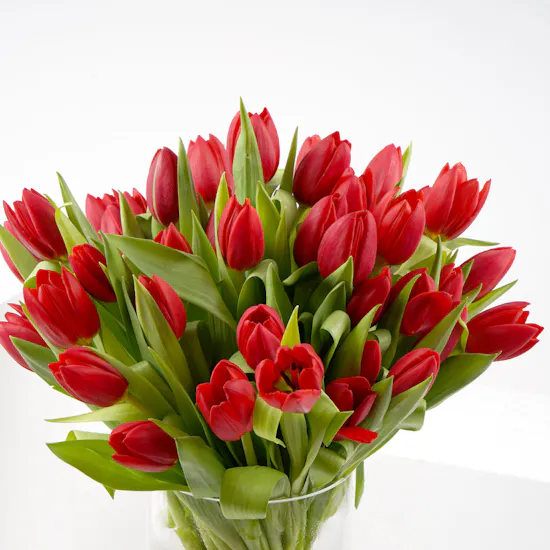 Large Red Tulips Cylinder Vase Enta Omry