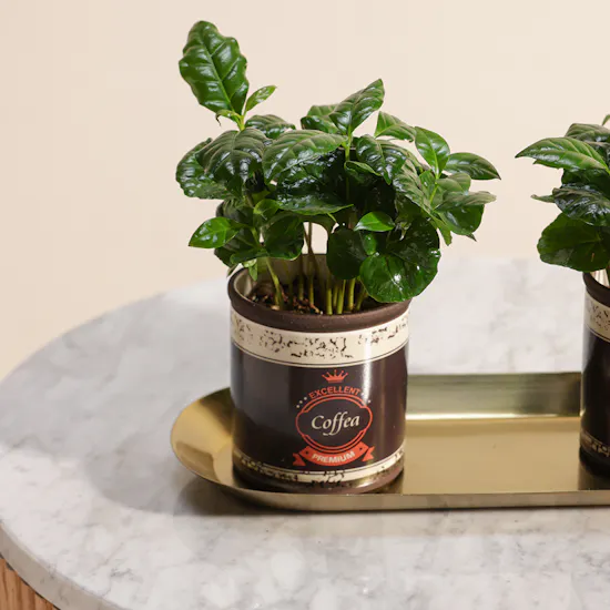 Coffea Arabica Plant