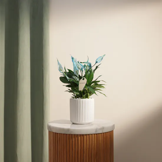 Father's Day Peaceful Blue Spathiphyllum Plant Vase