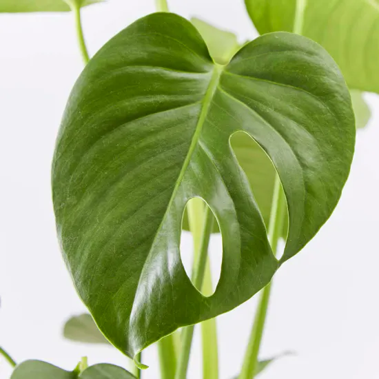 Cheese Plant