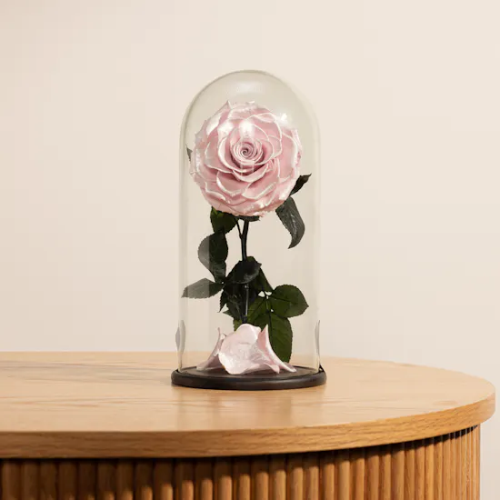 Preserved Pink Satin Rose | Glass Dome