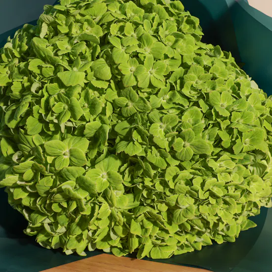 Enchanting Green Hydrangea Bouquet