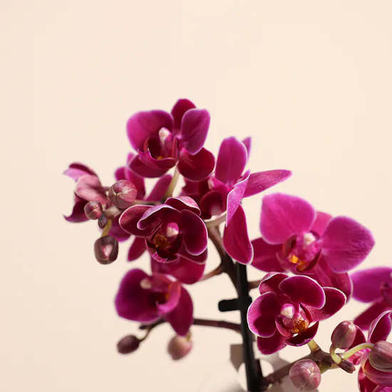 Purple Little Orchid