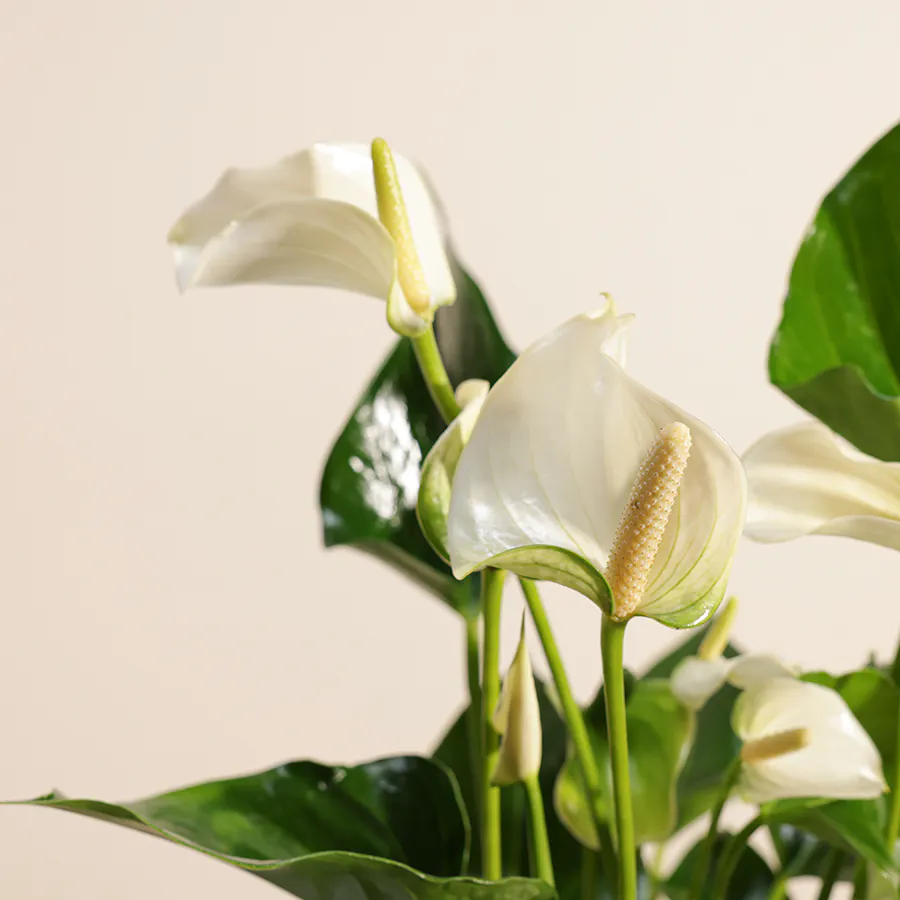 Anthurium Montana  6