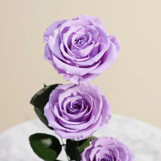 Light Purple Preserved Roses Dome