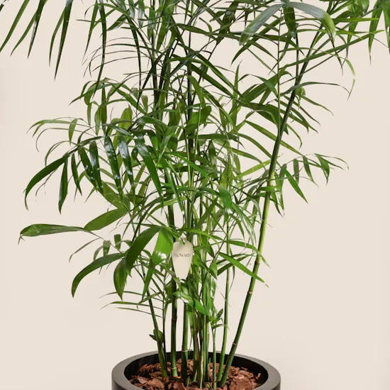 Elegant Chamaedorea Seifrizii Palm Pot