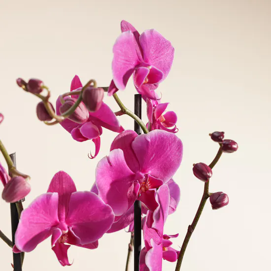 The Purple Story of Orchid Plant