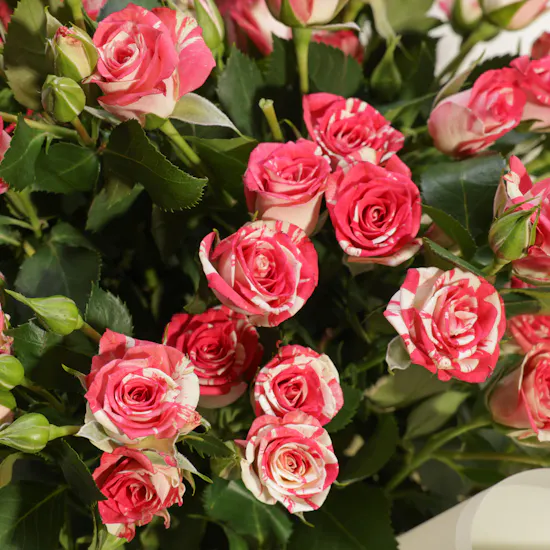 Soft Elegance Bouquet