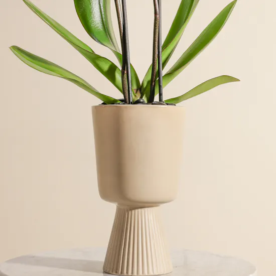 Pure Purple Orchid Plant Vase