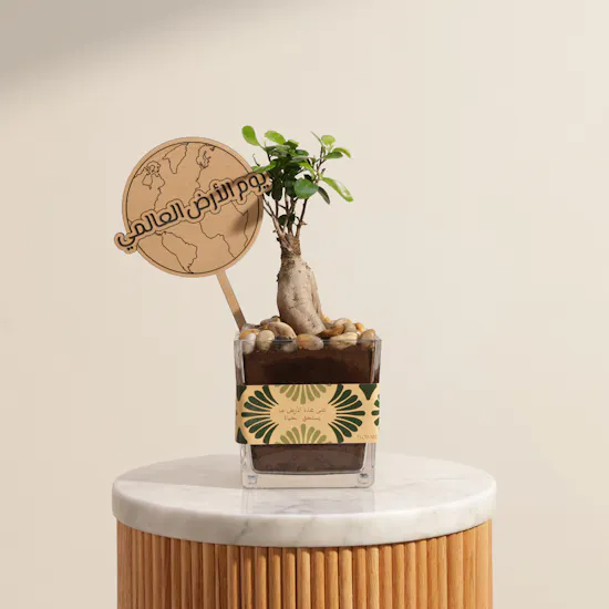 Stunning Japanese Ficus Ginseng Earth Day Plant