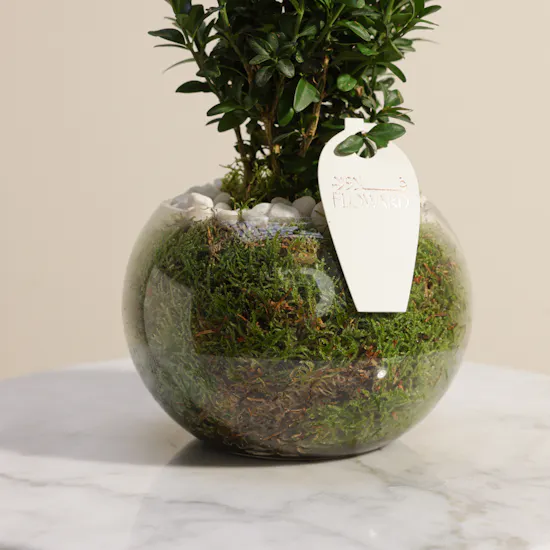 Buxus Sempervirens Plant | Glass Pot