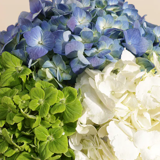 Refreshing Hydrangea Vase