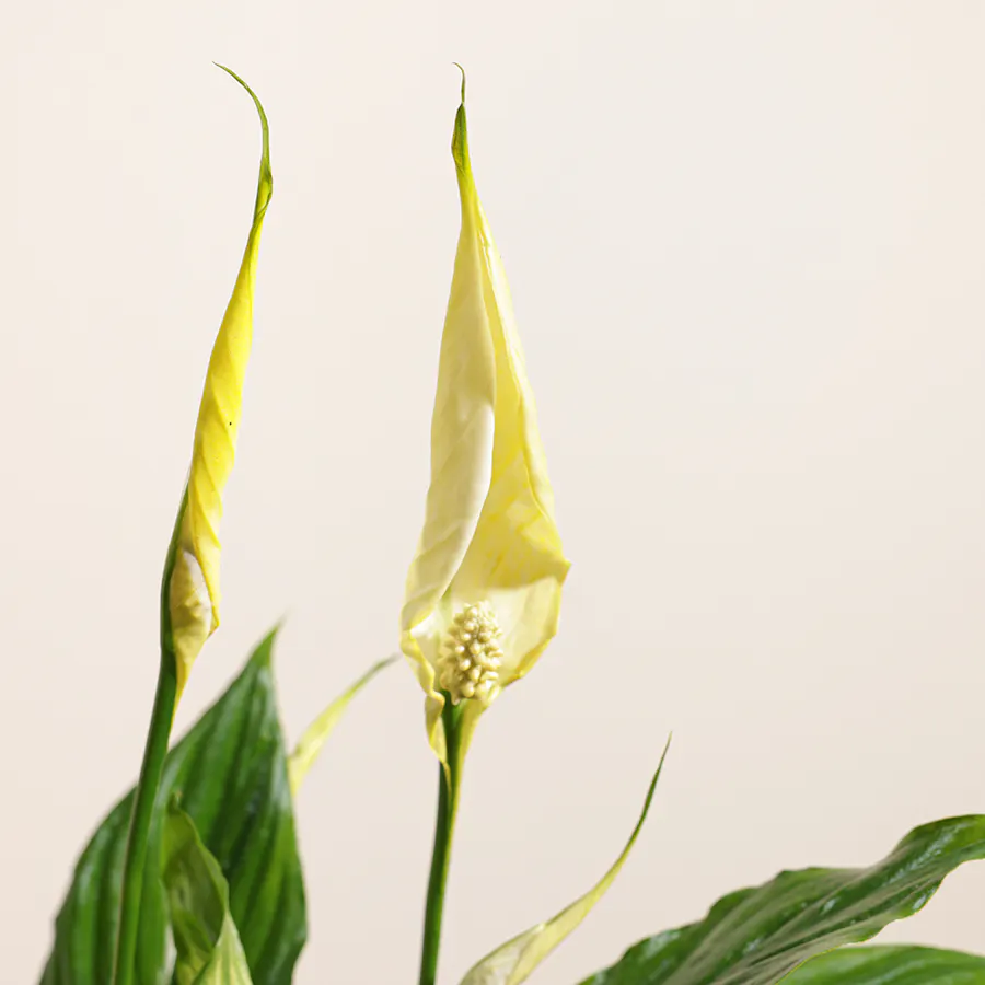 Gorgeous | Yellow Peace Lily 6