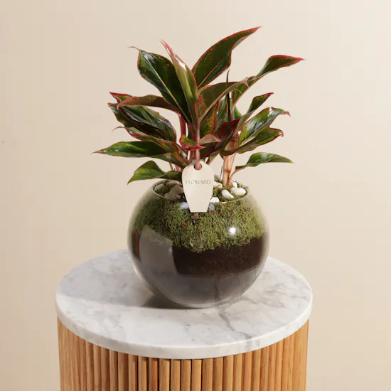 Fiery Red Aglaonema Plant