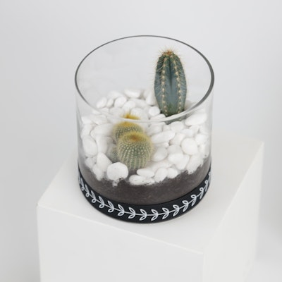 Cactus Warasi Plant | Cylinder Vase  