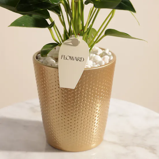 Blessed Hajj White Anthurium Plant