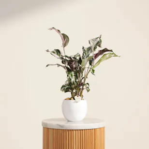 Soft Calathea Stella Plant Soft Calathea Stella Plant