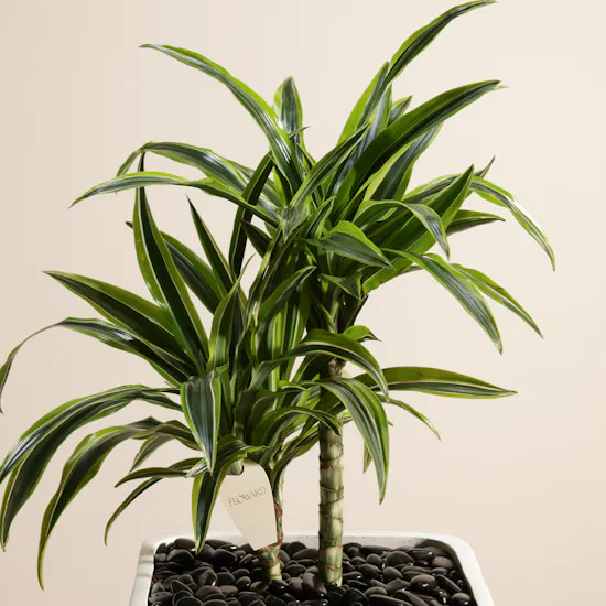Classic Dracaena Lemon Lime Plant