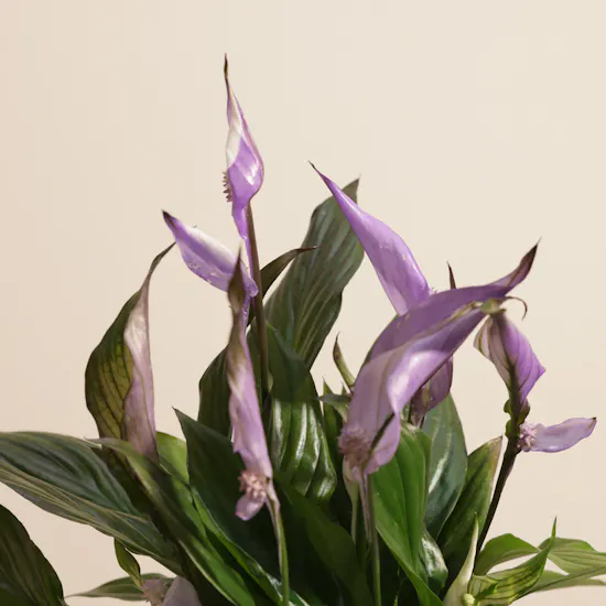 Delicate Purple Spathiphyllum Plant