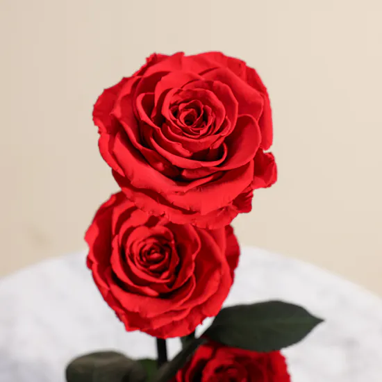 Preserved Red Roses Dome