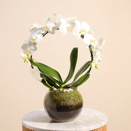 Graduation Orchid White Loop Vase