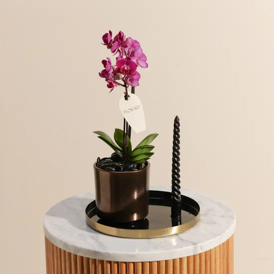 Small Purple Phalaenopsis Plant and Candle Tray