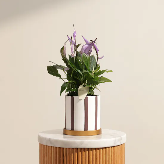 Delicate Purple Spathiphyllum Plant