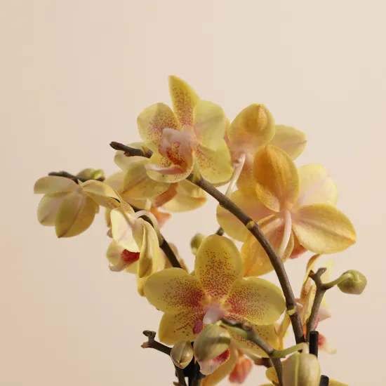 Sunny Small Yellow with Orange Dots Phalaenopsis Plant