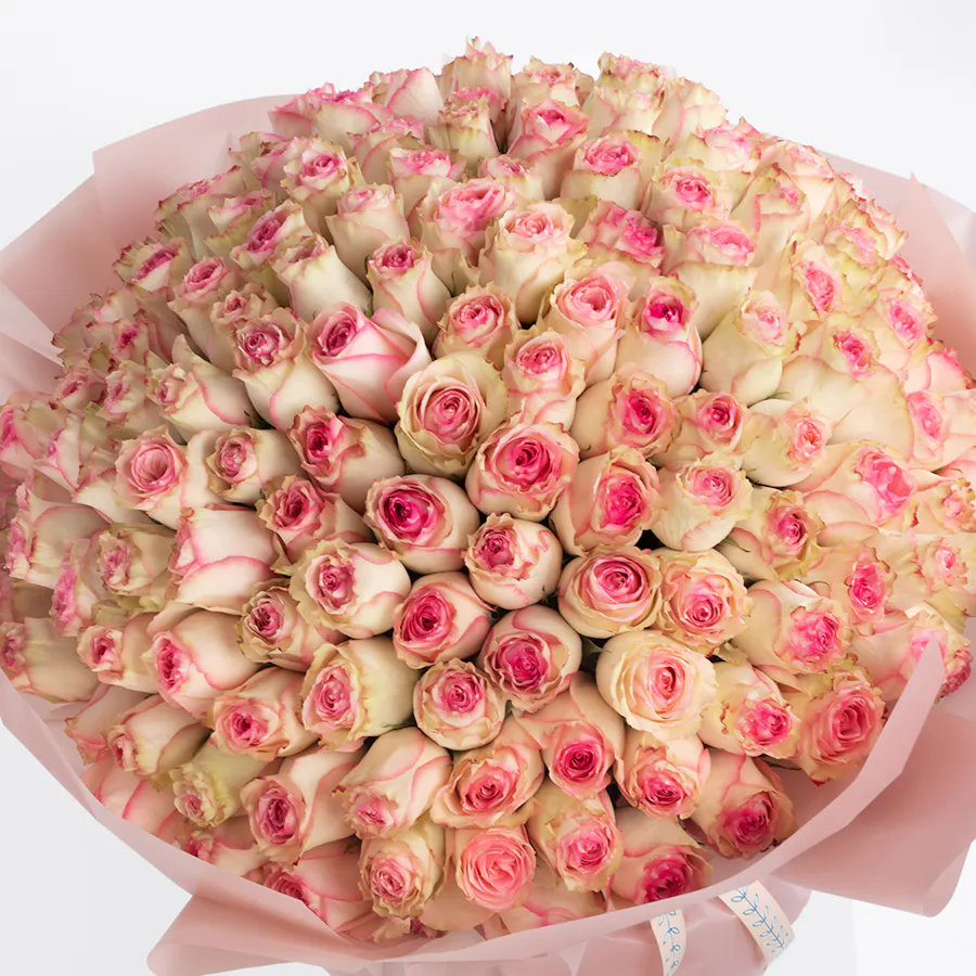 150 Esperance | Pink Wrap 3