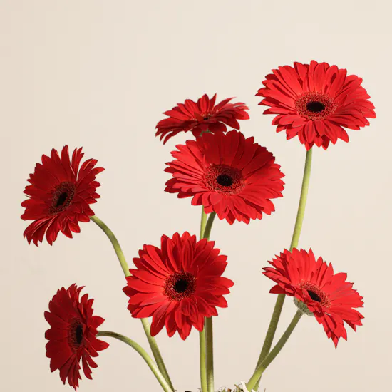 Sweetzerland Sweet Rocks Hazelnut Milk Chocolate Box | Attractive Flowers