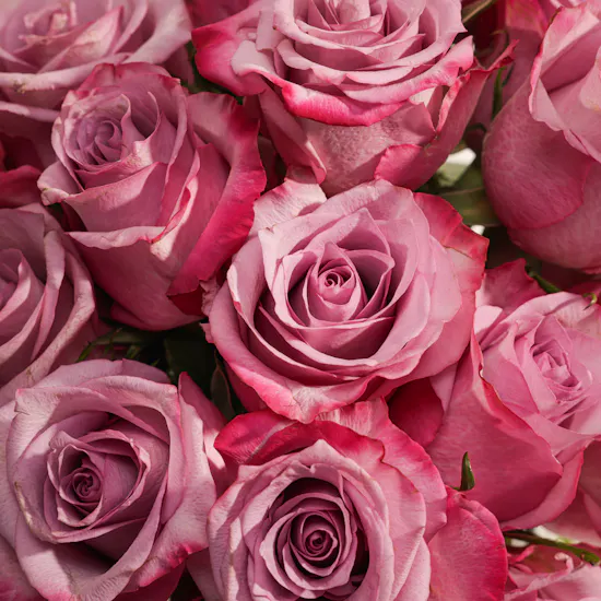 The Roses Impression Vase