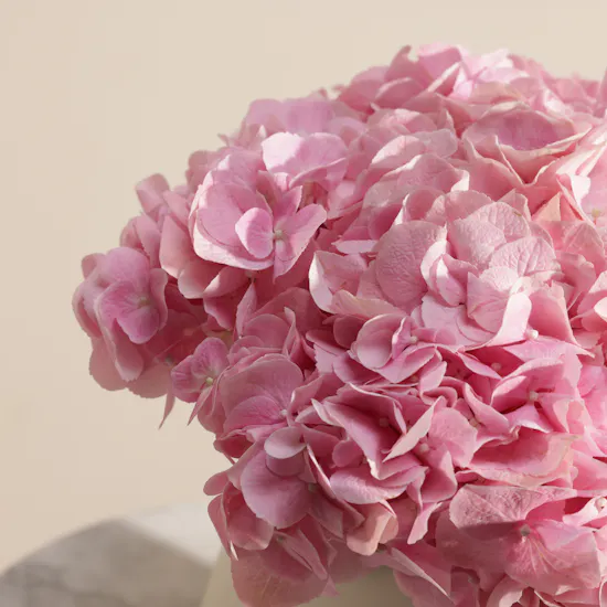 Glorious Happy Birthday Pink Hydrangea Box