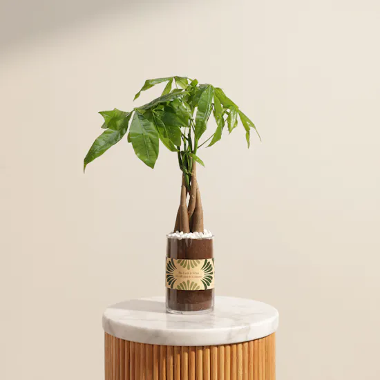 Caribbean Pachira Aquatica Earth Day Plant