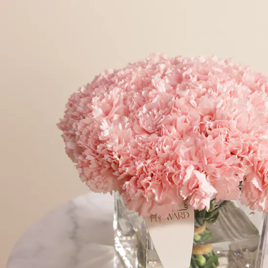 Delicate Pink Carnation