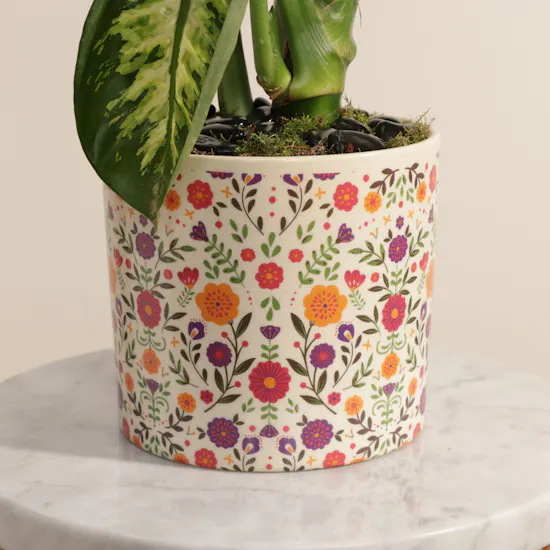 Big Green Dieffenbachia Plant