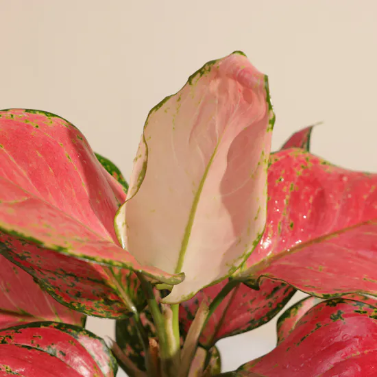 Red Joy Aglaonema Plant