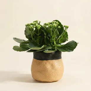 Pure White Kalanchoe Plant Pure White Kalanchoe Plant