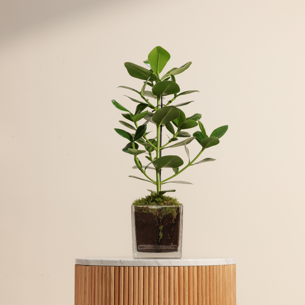 نبات كلوزيا روسي 