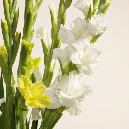 Bright Gladiolus Vase