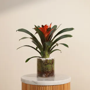 Radiant Orange Guzmania Plant