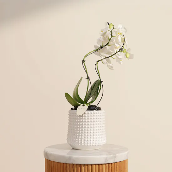 Elegance White Zigzag Shaped Phalaenopsis Plant