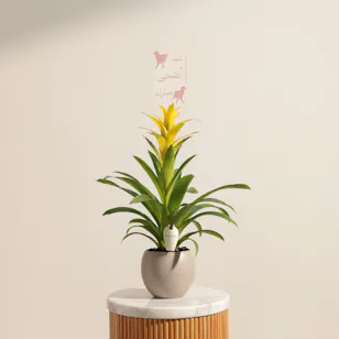 Fancy Yellow Eid Adha Mubarak Guzmania Plant 