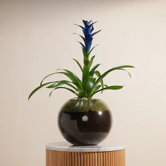 Guzmania Blue