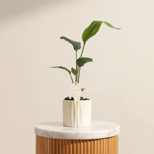 Serene Strelitzia Reginae Plant