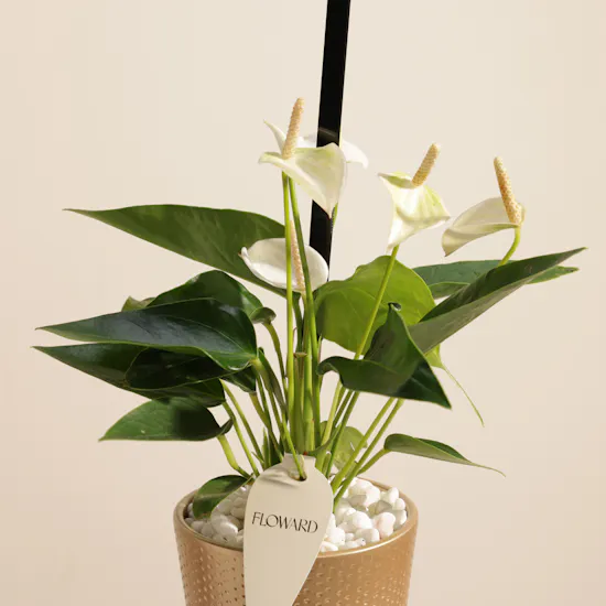 Blessed Hajj White Anthurium Plant