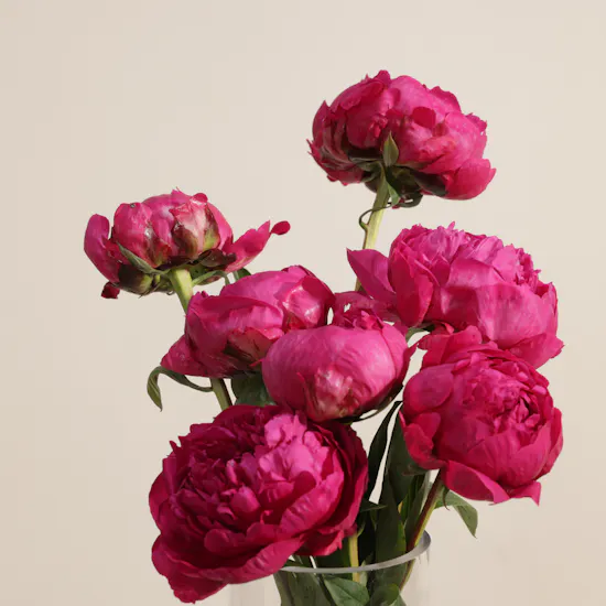 Peony Royal Fuchsia Vase