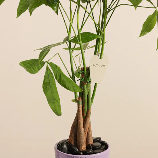 Enchanting Green Pachira Plant